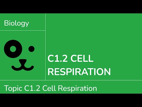 C1.2 Cell Respiration [IB Biology SL/HL]