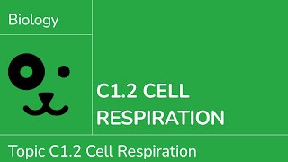 C1.2 Cell Respiration [IB Biology SL/HL]
