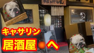 キャサリンが初めての居酒屋へ🏮🐶#犬のいる暮らし #ブルドッグ #癒し 