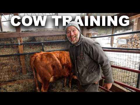 3-Day Cow Training: First-Time Milking Success Step-by-Step