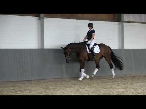 WEIDENHOF-Verkaufspferd:"LIVANTO"-*2019 Hannoveraner Wallach, v.Livaldon