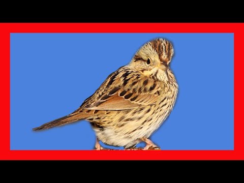 Strnádlik plavý (Melospiza lincolnii) — spev a hlas v prírode