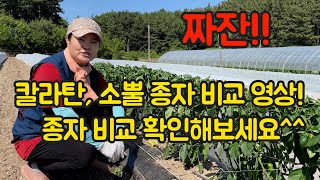 고추 농사 잘 짓는 법!! 칼라탄과 소뿔 고추 종자 비교 영상!! 시범포 운영하고 있는 농사의여신의 종자 비…