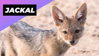 Jackal 🦊 Meet Africa&#39;s Misunderstood Predator!