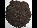 Sesame Seeds Cleaning Drying Field Black Yellow Brown Red White From Bangladesh