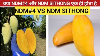 Most Popular Mango In Thailand Nam Doc Mai#4 Vs NDM Si Thong Mango Verity | kitchen garden