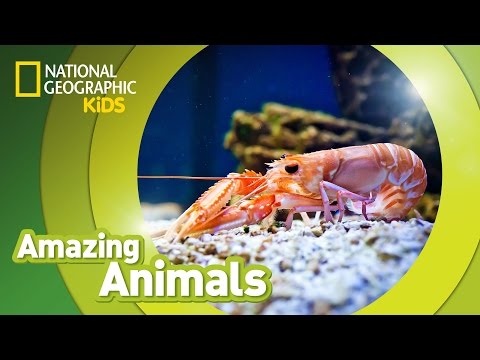 Shrimp | Amazing Animals