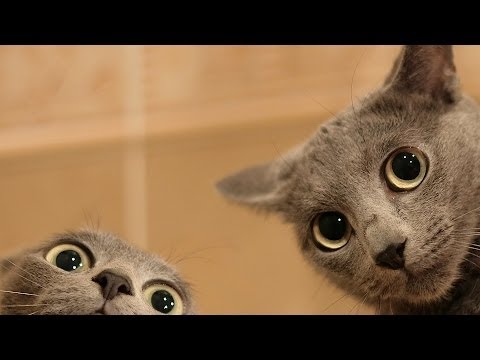 What to Do about 2 Cats Fighting | Cat Care
