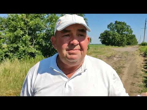 Результат обработки подсолнуха продуктом жизнедеятельности водорослей