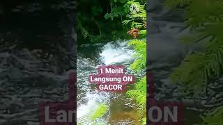 Download lagu 1 Menit Suara Air Terapi Burung, Langsung ON GACOR mp3