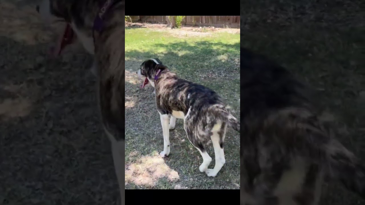 Enlarge John Boy, an adoptable mixed breed in Thousand Oaks, CA video 3/5