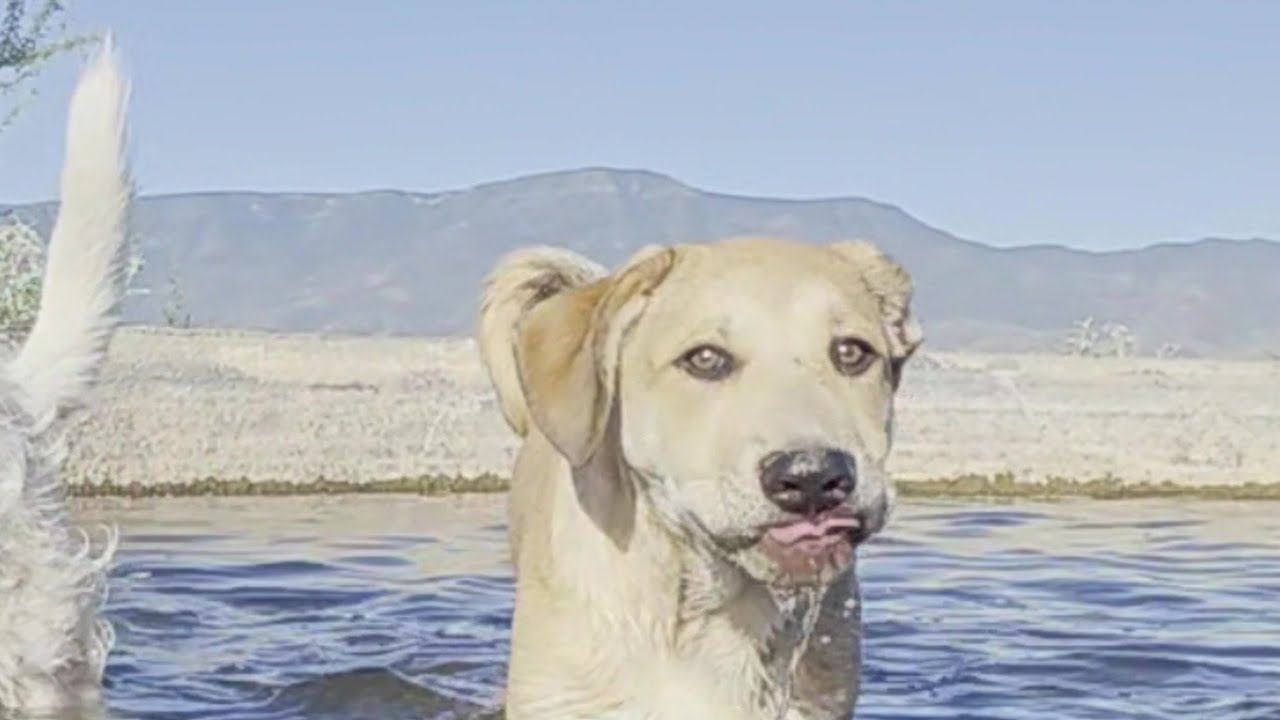 Max, a Adoptable mixed breed in Cottonwood, AZ video 2/2