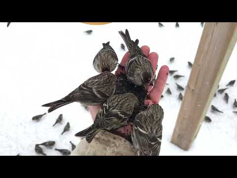 Redpolls feeding frenzy