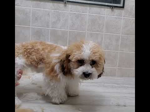 Difficult Groom; Bichon/Shih-Tzu puppy's 1st groom, fidgety, nippy, dog grooming without restraints