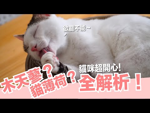 木天蓼莊的白先生
