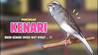 Download lagu Suara PANCINGAN Kenari PAUD Belajar Bunyi Ngeriwik || Masteran Kenari Paud #661 mp3