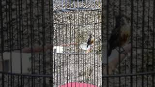 Download lagu Konin trotol full materi mp3