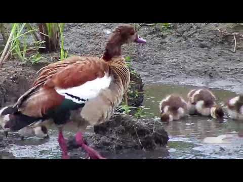 Djuma: Egyptian Goose family - 16:15 - 03/16/20