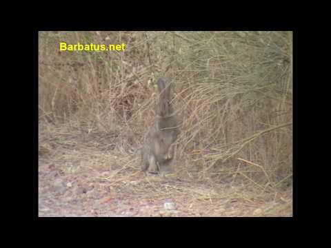Conejo ( Oryctolagus cuniculus ) rabbit