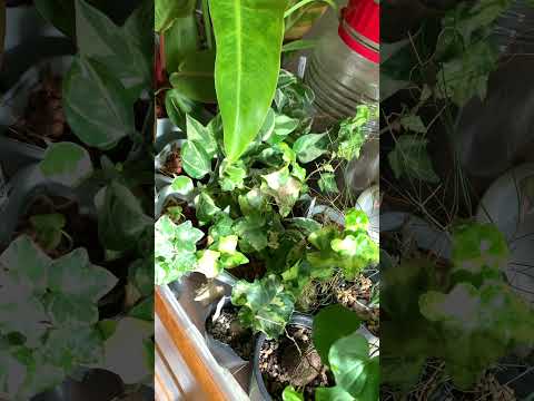 ツタは樹木に寄生するので、切ったほうがよいでしょうか？