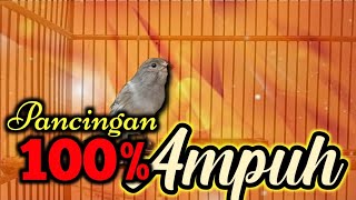 Download lagu CUITAN kenari Merangsang Bunyi Kenari stres - pancingan kenari stres macet bunyi mp3