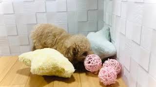 ハーフ犬の動画01