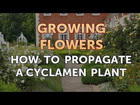 How to Grow Lantana From Saved Seeds