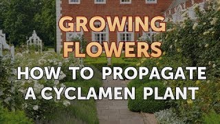 How to Propagate a Cyclamen Plant