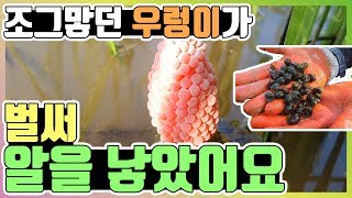 논에 생긴 우렁이 알