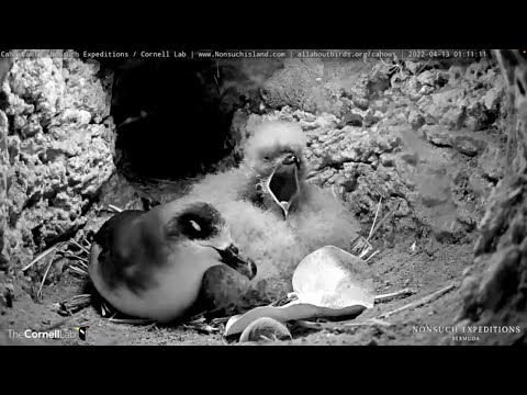 Fuzzy Bermuda Petrel Chick Gets Fed And Preened By Mom During Overnight Visit – April 13, 2022