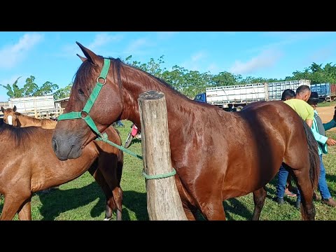 FEIRA DE CAVALOS DE CAMPO GRANDE-AL 🐎 #nordeste #cavalos