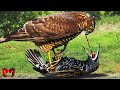 10 Brutal Moments Of Birds Fighting Their Prey Wild Animal Fights