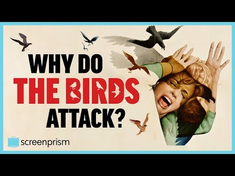 The Birds: Why Do the Birds Attack?