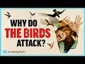 The Birds Why Do The Birds Attack
