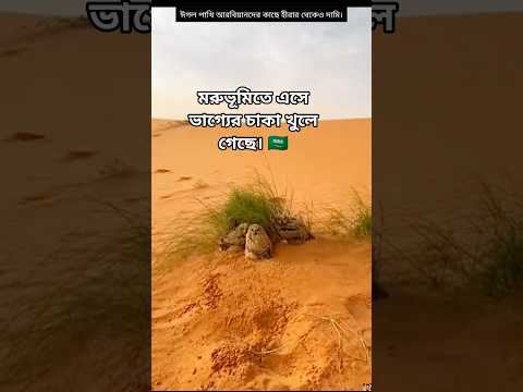 alhamdulillah 🤲#shorts #eaglebird #arabic