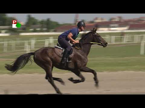 Vajdasági futam - Szabadka