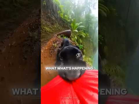 This Panther Saved His Life Then Asked for Help 🐆#shorts