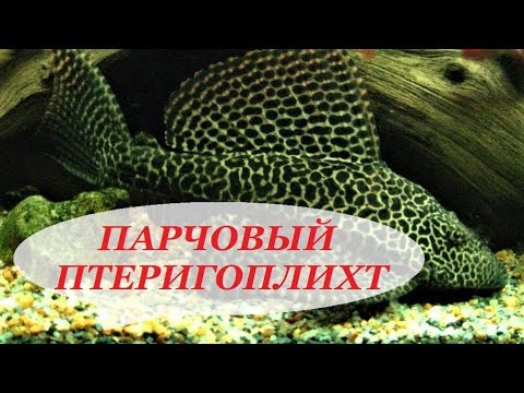 Сом Парчовый Птеригоплихт содержание, совместимость, уход, разведение