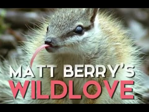 Matt Berry's Wild Love