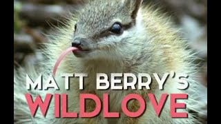 Matt Berry&#39;s Wild Love