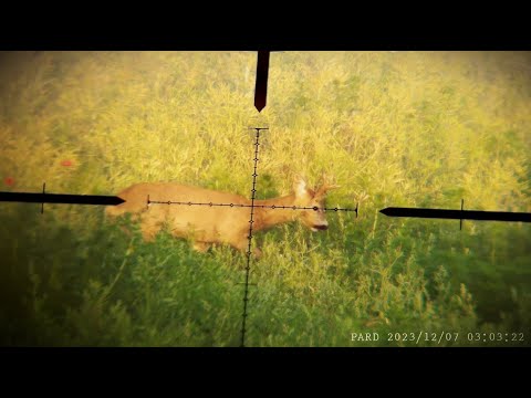 May 2024 Roe buck - Test rifle scope SWFA 10x42