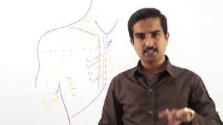 preview picture of video 'Anatomy of Pectoral region - part 2     Dr.G.Bhanu Prakash'