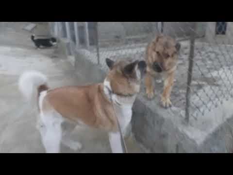 秋田犬対ジャーマンシェパード