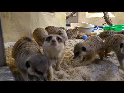 BNK-EXTRA | Krefelder Zoo im Lockdown