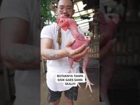 , title : 'liat ayam botak satu satunya di indonesia | #short'