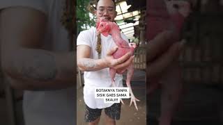 Download lagu liat ayam botak satu satunya di indonesia | #short mp3