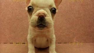 preview picture of video '07/16 紅白花法國鬥牛 french bulldog -母幼犬-日新犬舍'