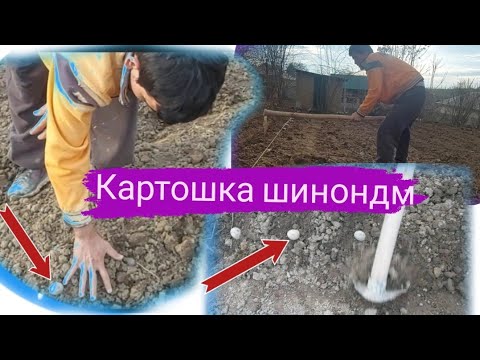 Читавр "картошка"-ро бояд шинонем? Каме деҳқони кардем.