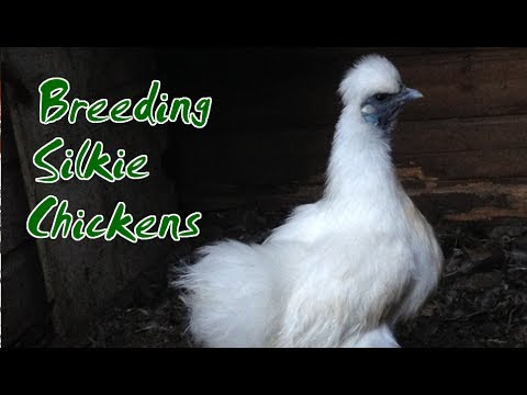 Breeding Silkie Chickens | Don't Make These TWO Mistakes