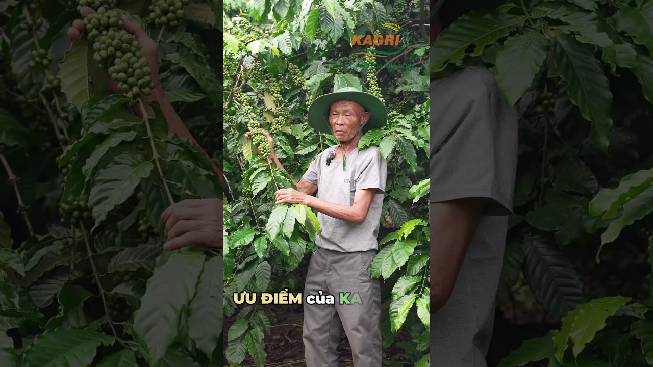 Video bí quyết bung rễ khỏe xanh lá